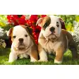 Cute Puppies Dogs Wallpaper New Tab
