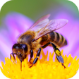 Programikon: Bee Sounds