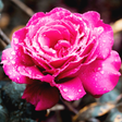 Ikona programu: Roses live wallpaper. Bea…