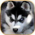 프로그램 아이콘: Talking Dog Virtual Pet H…