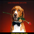 Programikonen: A Valentine Wish Screensa…