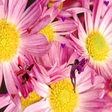 Icon of program: 3D Valentine Fairies