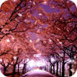 Programikonen: Sakura Live Wallpaper