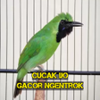 Programikonen: Cucak Ijo Gacor Ngentrok …
