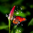 程序图标：Rain Live Wallpaper