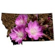 Programın simgesi: Wildflowers of Montana