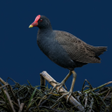 程序图标：Watercock Animal Bird Sou…