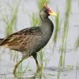 Watercock Animal Bird Sound