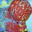 Programikonen: Flowerhorn Fish Live Wall…