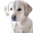 أيقونة البرنامج: Golden Retriever: Dog Bre…