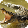 Programikonen: Crocodile Wallpapers