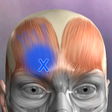 Ícone do programa: Muscle Trigger Point Anat…