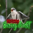 Masteran Burung Cendet Offline