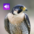 Symbol des Programms: Peregrine Falcon sounds