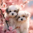 Dog Wallpapers  Cute Puppy 4K