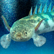 プログラムのアイコン：My ancient fish Aquarium