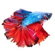 أيقونة البرنامج: Betta Fish - Virtual Aqua…