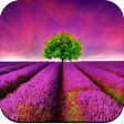 Programikonen: Beautiful Place Wallpaper…