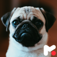 プログラムのアイコン：Pug Wallpapers