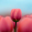 Programikonen: 3D Tulip Live Wallpaper