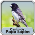 Ícone do programa: Canto De Papa Capim Vivit…