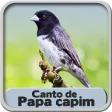 Canto De Papa Capim Viviti