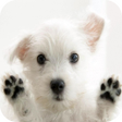 Programikonen: Dog Licks Screen Wallpape…