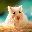 プログラムのアイコン：Cute Pets Live Wallpaper
