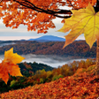 プログラムのアイコン：Falling Leaves Live Wallp…