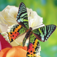 Programikonen: Butterflies Jigsaw Puzzle…