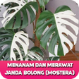 プログラムのアイコン：Cara Merawat Tanaman Jand…