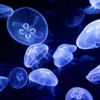 程序图标：Jellyfish Live Wallpaper