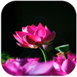 Biểu tượng của chương trình: Flower Wallpapers