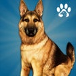 程序图标:Animal Shelter Dog Simula…
