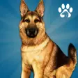 Animal Shelter Dog Simulator