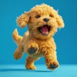Programikonen: Offline Dog Games  Simula…