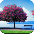 Programikonen: Spring wallpaper