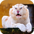 Programikonen: Animal Wallpaper HD