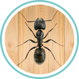 程序图标：Ant Smasher