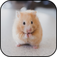 Programikonen: Cute hamster wallpapers