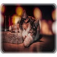 Icoon van programma: Sweet Cats New Tab