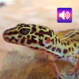 Icono de programa: Gecko Sounds