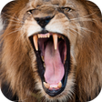 プログラムのアイコン：Lion Sounds
