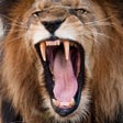 프로그램 아이콘: Lion Sounds