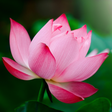 プログラムのアイコン：Tropical Flower Live Wall…