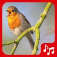 Programikonen: Bird sounds. Nice songs.
