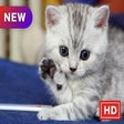 Icon of program: Cats Theme-New Tab