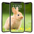 Icon of program: Cute Rabbit Wallpaper HD
