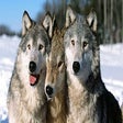 Icon of program: Wolf Wallpaper