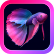Symbol des Programms: Bettarium - Betta Fish Ta…